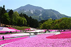 芝桜の丘